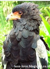 Gambar Burung Garuda Asli Hidup Poster Gambar di Rebanas ...
