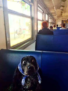 Dog hides on train