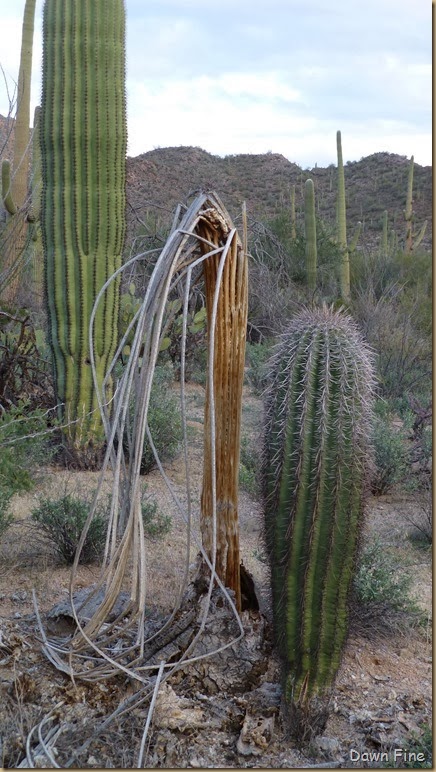 Saguaro NP West_054