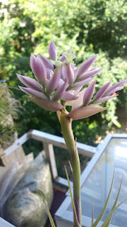 Tillandsia cacticola