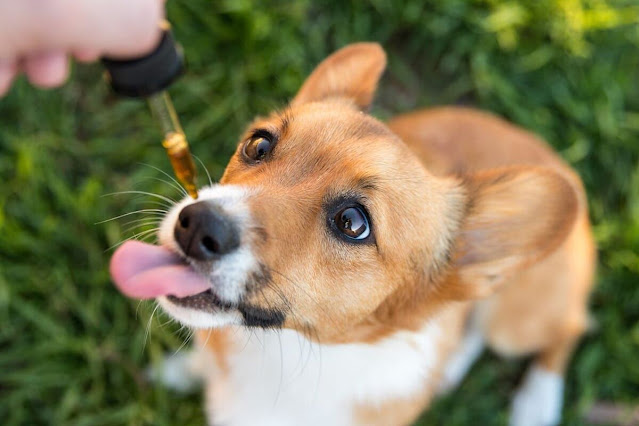 CBD for Dogs, and Cats