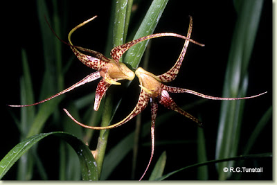 Dendrobium baileyi care and culture