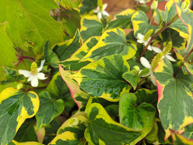 Planta camaleón (Houttuynia cordata "Chameleon").