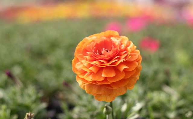 Persian Buttercup Flowers Pictures