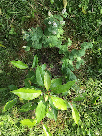 camphrier et menthe suave vus du ciel