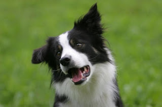 Border Collie intelligence