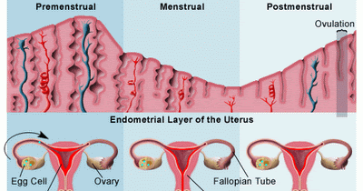 Ubat Perancang Wanita - Perubatan u