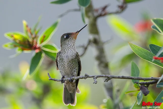 Alrededor de estas pequeñas aves siempre se auguran cosas buenas, incluso se le atribuyen poderes. Lo cierto es que son dueños de una particular belleza y carisma