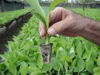 Budidaya pisang tidak terlalu sulit karena tanaman ini bersifat dingin sehingga dapat hidup ditanah yang gambut dan tanah basah. Dalam budidaya pisang kebanyakan dari para petani menggunakan cara vegetatif yaitu perkembangbiakan tanaman pisang melalui tunas (anak pisang). 