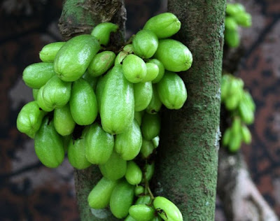 Khasiat Buah Belimbing Wuluh Bagi Kesehatan 2