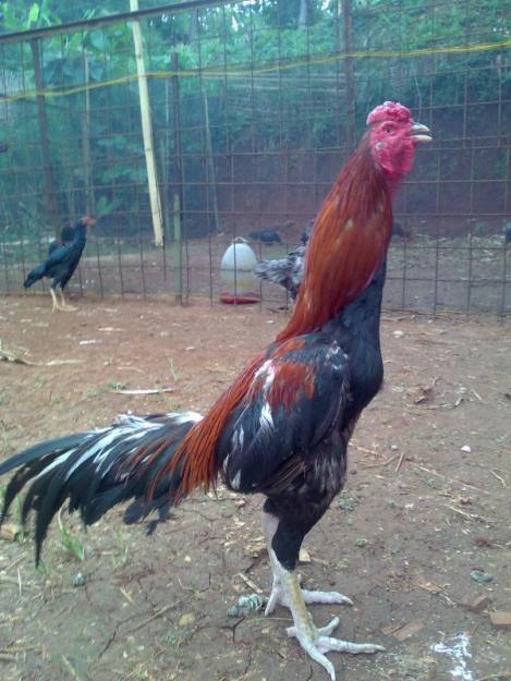 foto Ayam  Bangkok Tarung Jago 