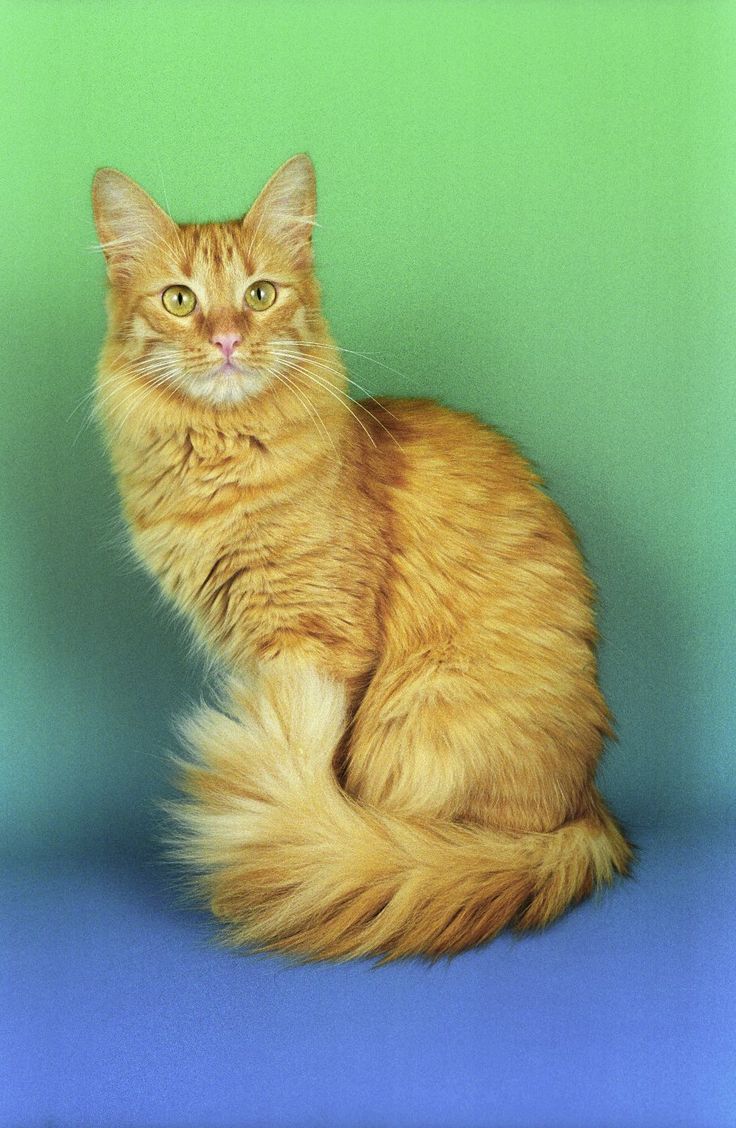 Kumpulan Gambar  Kucing  Anggora Cantik dan Lucu Terbaru 2019