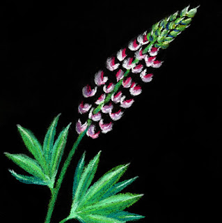 Pink lupine soft pastel drawing