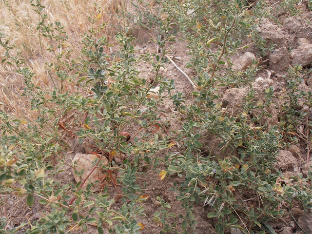 GATUÑA: Ononis spinosa