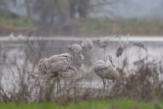 Sandhill Cranes, California, Sacramento, Cosumnes River, wildlife, nature, birdwatching, birding, birder, crane, sunset, photography, mist