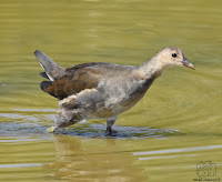 Joven polla de agua