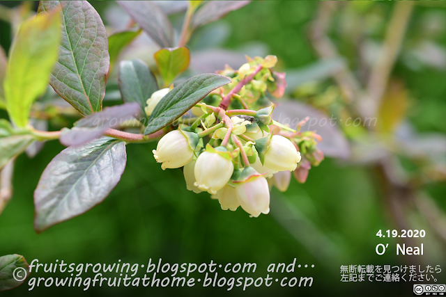 ブルーベリー オニールの開花 Blueberry O'Neal