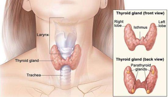 Anatomi kelenjar tiroid