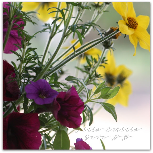 Bidens, Petunia, Calibrachoa