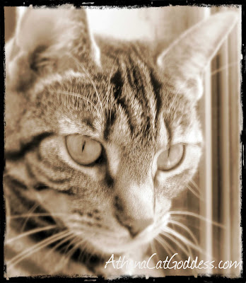 vintage-style cat photo