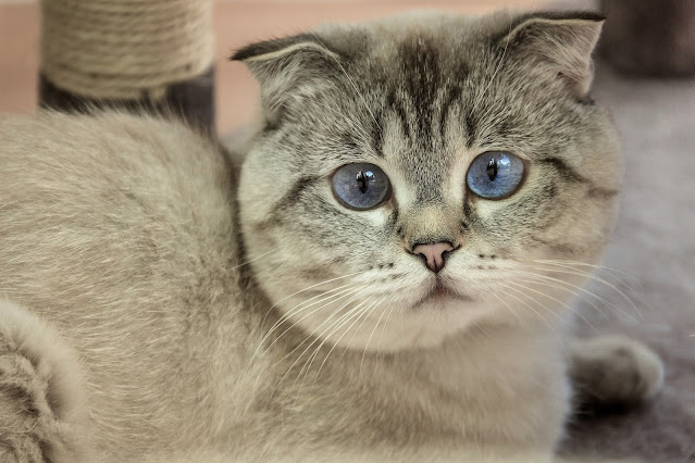 cutie pie Scottish Fold Cat