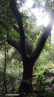 Spooky-looking tree - Waimea Valley, Oahu, HI