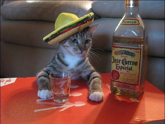 funny-Mexican-cat-sombrero-tequila.jpg