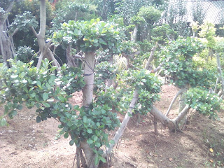 Jual bonsai beringin korea