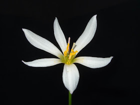 White Rain Lily-Zephyranthes candida