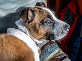 Photo of Ruby watching us from a comfy spot in the sun