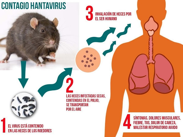 Así se contagia el Hantavirus de roedores a humanos