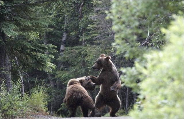 Bears fighting pictures, animals fighting, wild animals