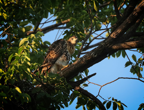 Fledgling #3