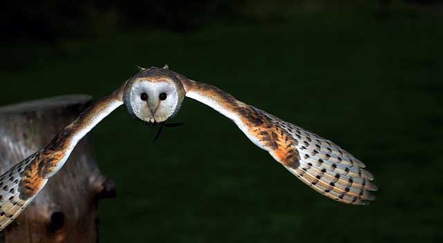 burung hantu terbang malam hari