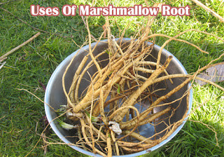 Marshmallow root for kidneys health