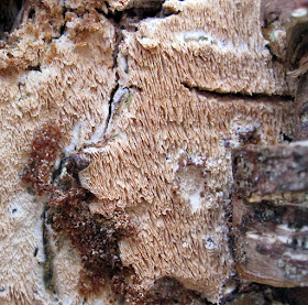 Split Porecrust, Schizopora paradoxa.  Orpington Field Club outing to Crofton Heath and nearby woods on 7 April 2012.