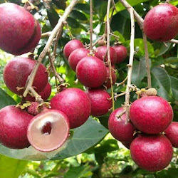 Tukang Bibit Kelengkeng Merah Super Batu - vivitruongz