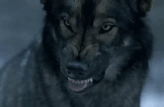 Animated Wolf GIF