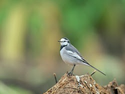 gambar burung kecil, foto burung, wallpaper burung