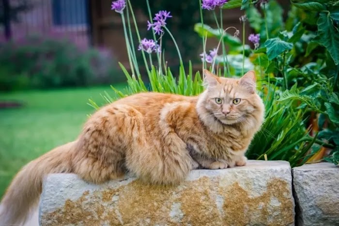A Complete Guide to the Beautiful Orange Maine Coon Cat