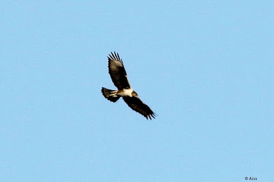 "Bonelli's Eagle - Aquila fasciata, flying at at a graet height and distance."