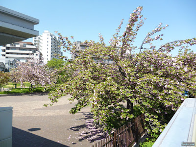 造幣局の桜