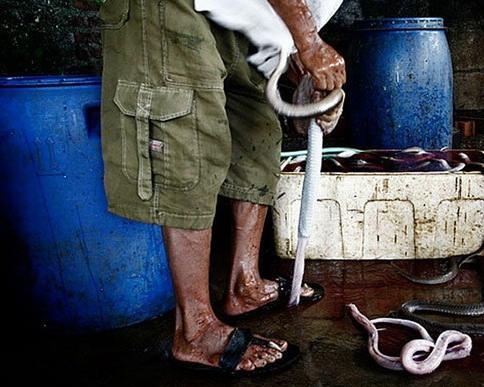 hamburguesas de serpiente