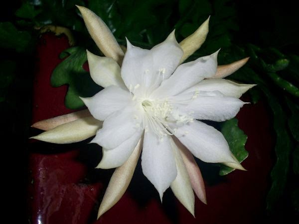 Manfaat dan Khasiat Bunga Wijaya  Kusuma  Epiphyllum 