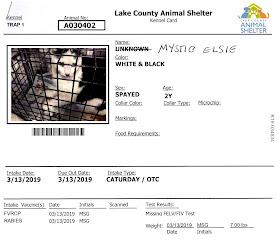 Mystic Elsie Community Cat - Lake County Animal Shelter Caturday