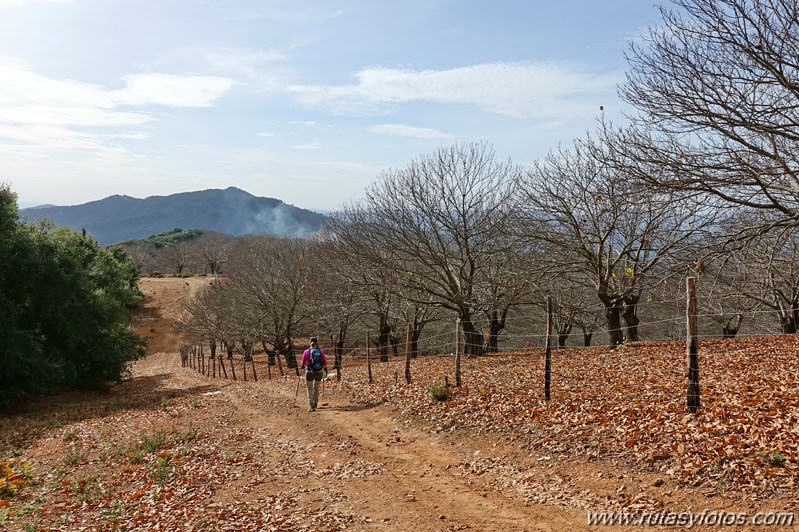 Ruta otoñal por los castañares de Pujerra e Igualeja