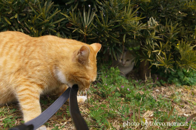 野良猫写真