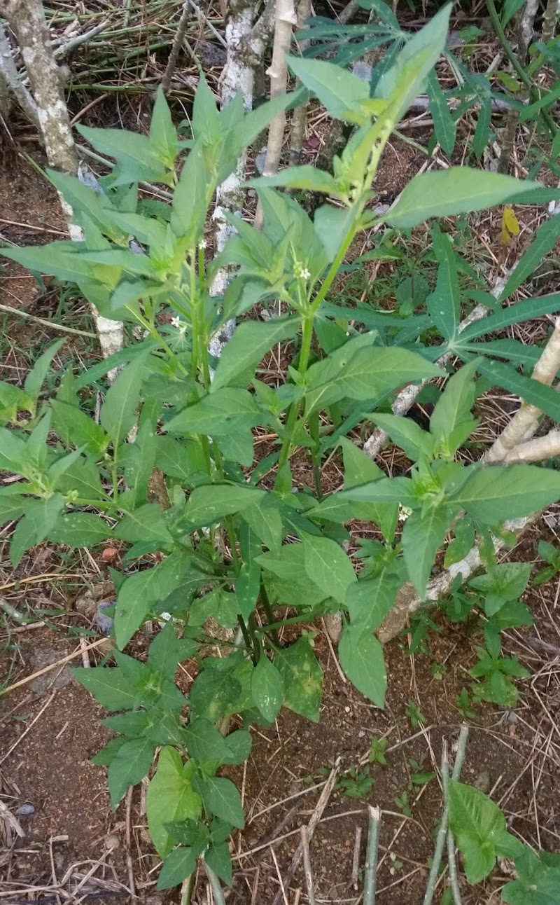 18+ Pokok Meranti, Paling Baru!