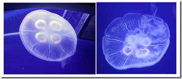 twinjellyfish