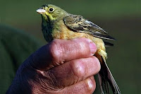 Ortolan Bunting, Gourmet Delicacy and Endangered Species